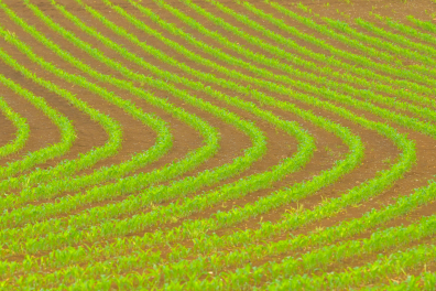 Champ de Maïs après la germination